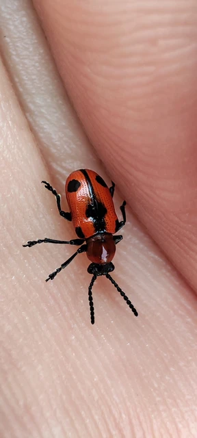 Crioceris quinquepunctata - ötpontos spárgabogár Crioceris quinquepunctata - ötpontos spárgabogár