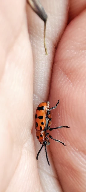 Crioceris quatuordecimpunctata - tizennégypontos spárgabogár