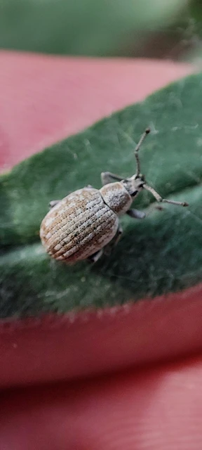 Peritelus familiaris - nagy kendermagbogár