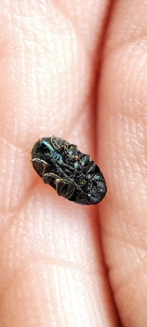 Cryptocephalus violaceus - sötétkék zömökbogár Cryptocephalus violaceus - sötétkék zömökbogár