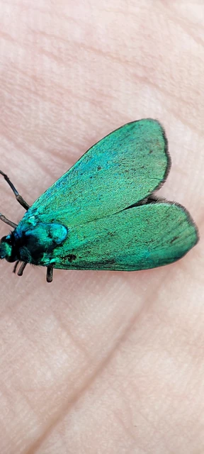 Zygaenidae - csüngőlepkefélék