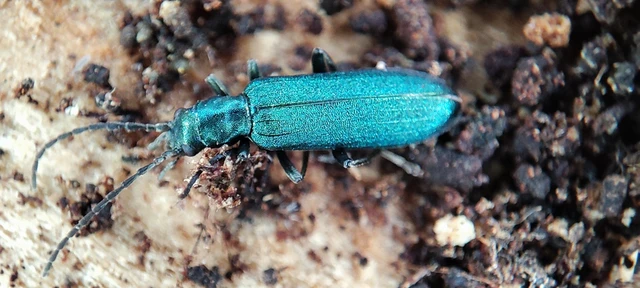 Ischnomera