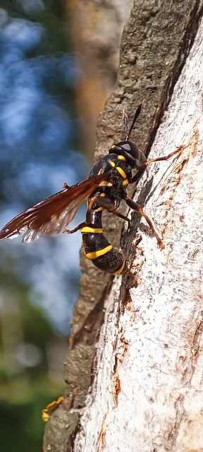 Sphiximorpha subsessilis - galagonya orsócsápúlégy