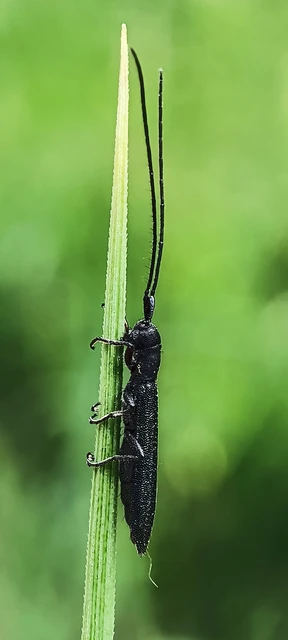 Theophilea subcylindricollis - hengeres szalmacincér