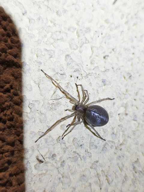 Cheiracanthium