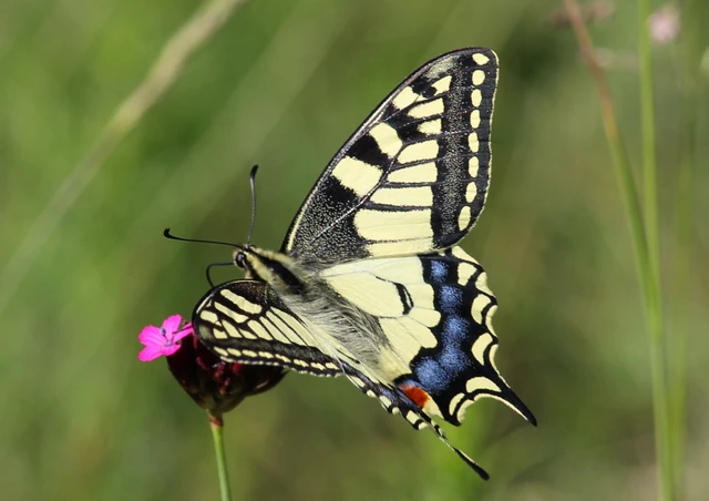 Papilio machaon - fecskefarkú lepke