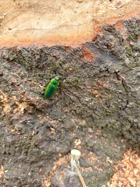 Lamprodila