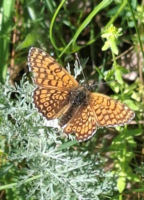 Melitaea cinxia - réti tarkalepke