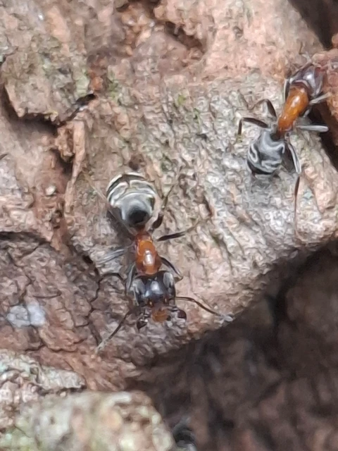 Liometopum microcephalum - tölgyfahangya