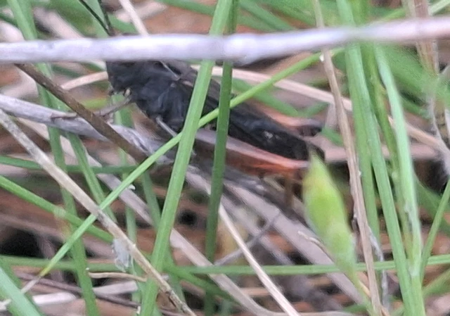 Omocestus rufipes - vöröshasú tarlósáska