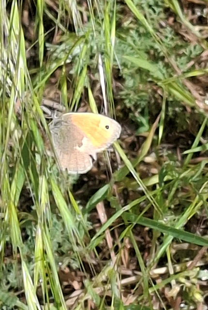 Coenonympha pamphilus - kis szénalepke