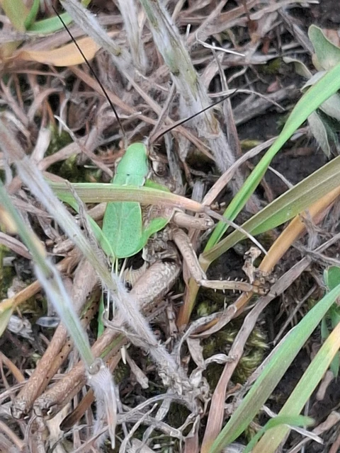 Decticus verrucivorus - szemölcsevő szöcske