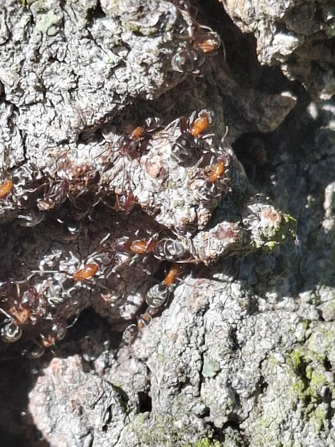 Liometopum microcephalum - tölgyfahangya
