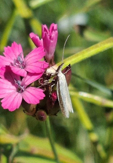 Pleurota