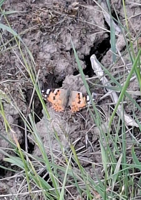 Vanessa cardui - bogáncslepke