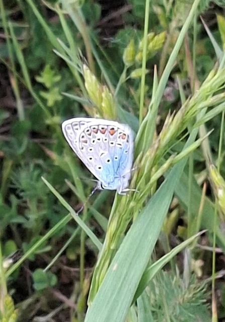 Polyommatus icarus - közönséges boglárka