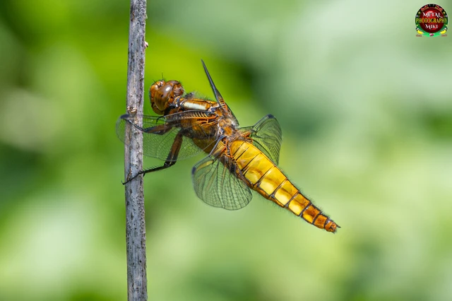 Libellula depressa - széles laposacsa