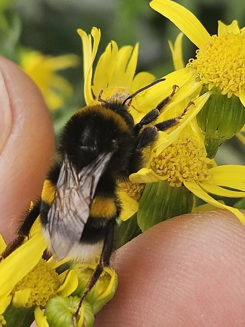 Bombus - poszméhek