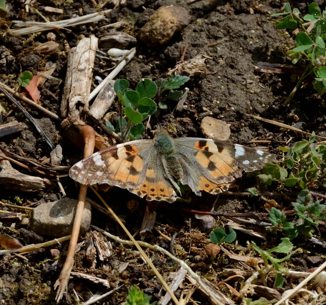 Vanessa cardui - bogáncslepke