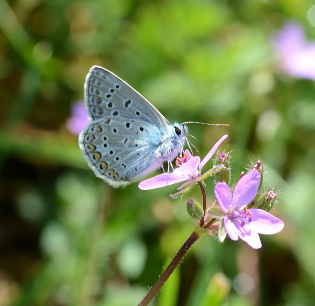 Polyommatus icarus - közönséges boglárka