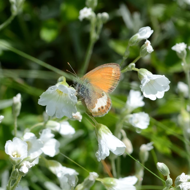 Coenonympha arcania - fehéröves szénalepke