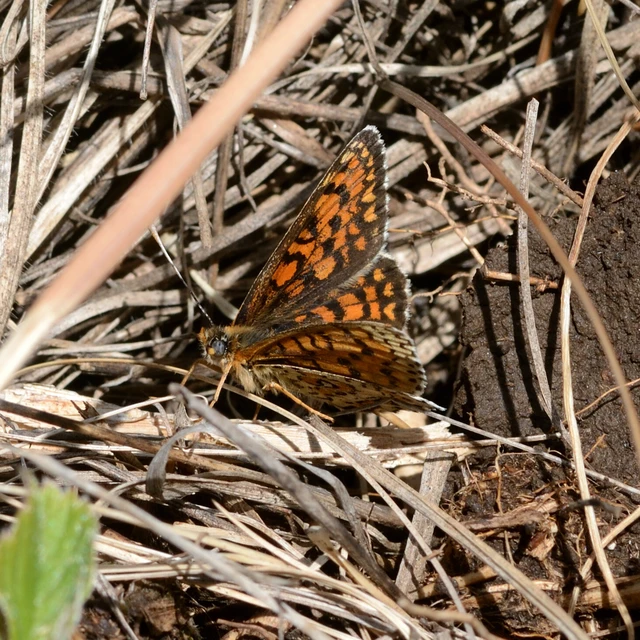 Melitaea trivia - kis tarkalepke