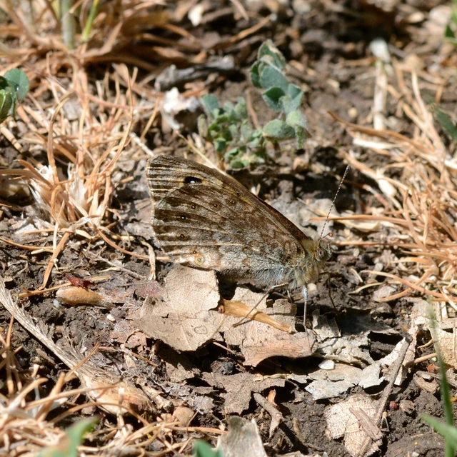 Lasiommata megera - vörös szemeslepke