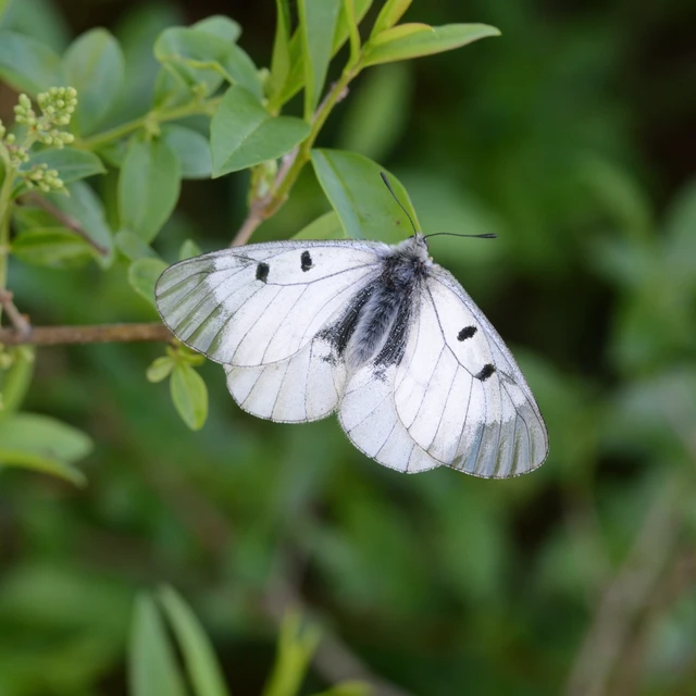 Parnassius mnemosyne - kis apollólepke