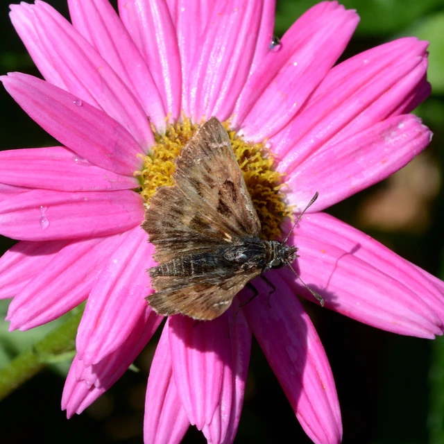 Carcharodus alceae - mályva-busalepke