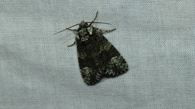 Craniophora ligustri - fagyalbagoly