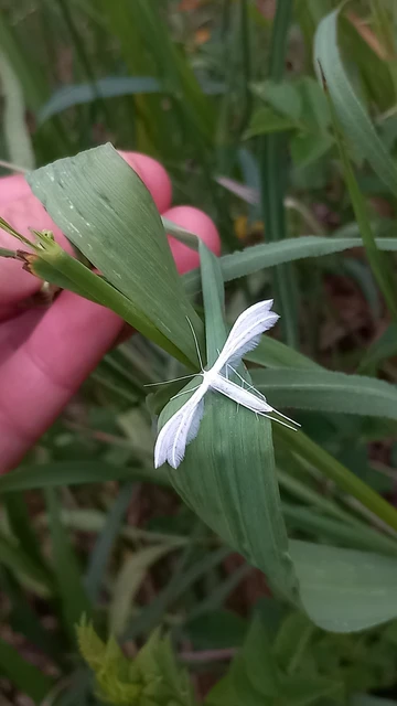 Pterophorus pentadactyla - fehér tollasmoly