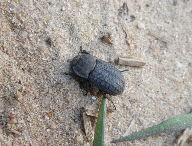 Opatrum sabulosum - sároshátú gyászbogár Opatrum sabulosum - sároshátú gyászbogár
