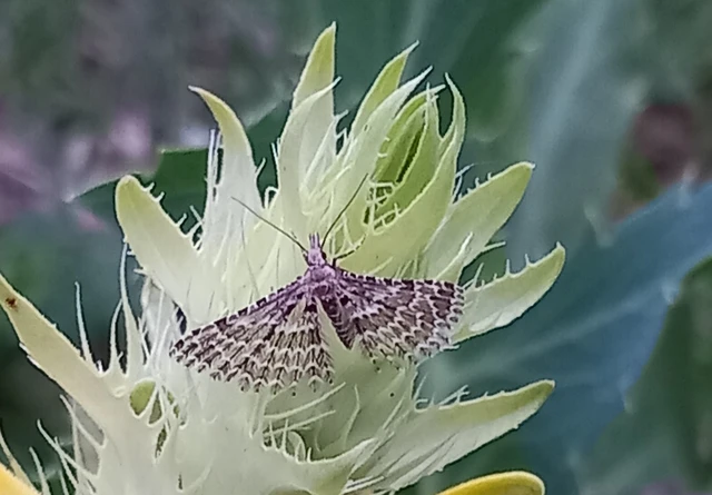 Alucita