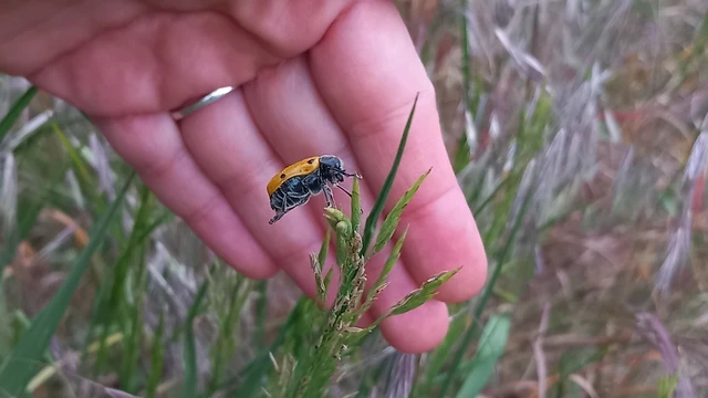 Lachnaia sexpunctata - szőrösnyakú zsákhordóbogár Lachnaia sexpunctata - szőrösnyakú zsákhordóbogár
