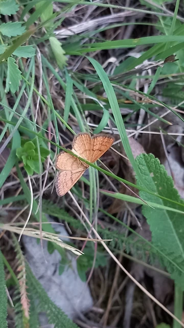 Idaea serpentata - kis sávosaraszoló