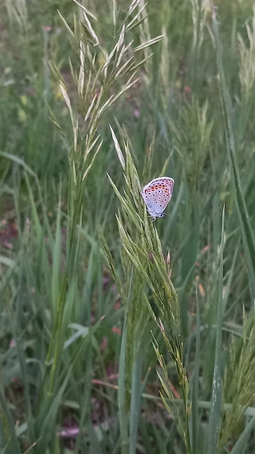 Plebejus argyrognomon - tintakék boglárka