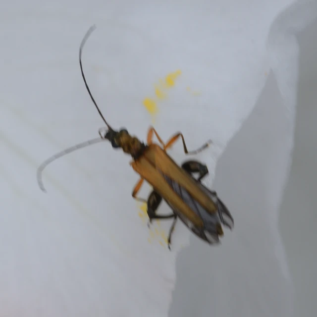 Oedemera podagrariae - székfű-álcincér