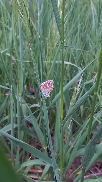 Polyommatus bellargus - égszínű boglárka