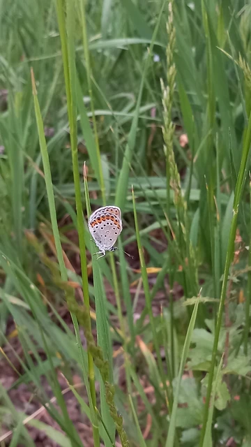 Plebejus argyrognomon - tintakék boglárka