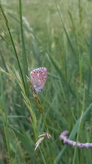 Polyommatus bellargus - égszínű boglárka
