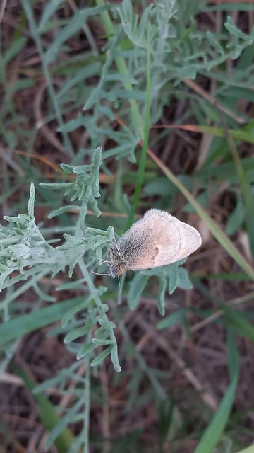 Coenonympha pamphilus - kis szénalepke