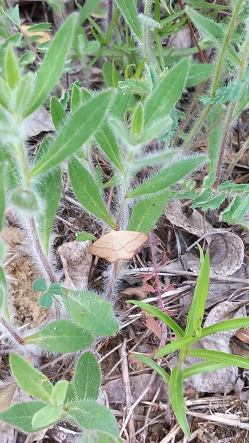 Rhodostrophia vibicaria - pirosszélű araszoló