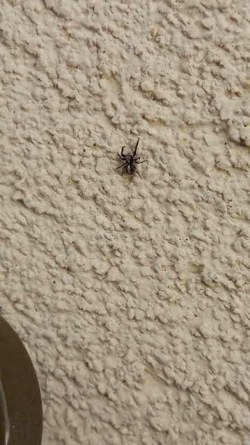 Pseudeuophrys lanigera - szobai ugrópók