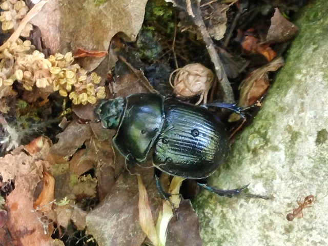 Anoplotrupes stercorosus - erdei álganéjtúró