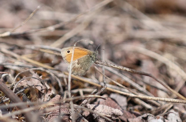 Coenonympha pamphilus - kis szénalepke