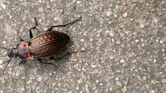 Carabus ulrichii - rezes futrinka Carabus ulrichii - rezes futrinka