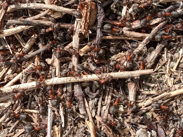 Formica pratensis - réti vöröshangya