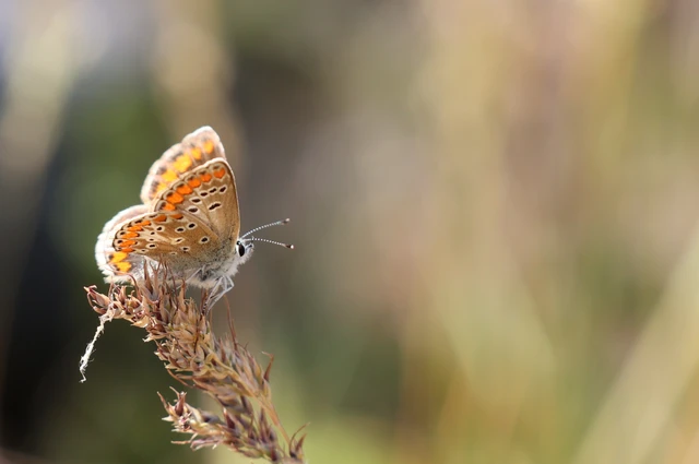 Aricia agestis - szerecsenboglárka