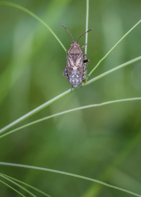 Rhopalidae - üvegpoloskák