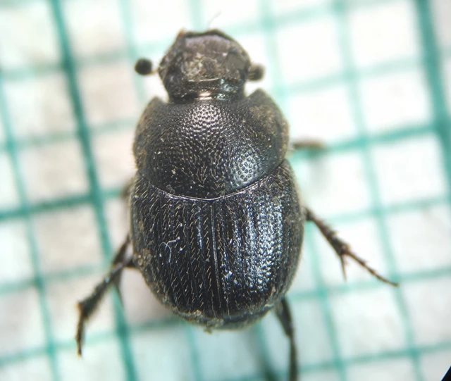 Onthophagus grossepunctatus - érdes trágyatúró